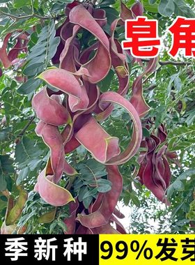 皂角种子中皂角新采大皂角刺树苗种子篱笆围栏皂荚皂角小皂角种子