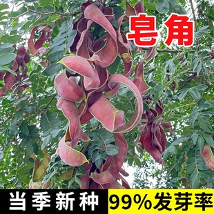 皂角种子中皂角新采大皂角刺树苗种子篱笆围栏皂荚皂角小皂角种子