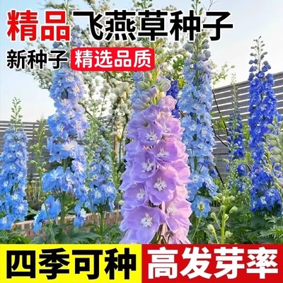 重瓣大花飞燕草花卉种子多年生花苗四季开花盆栽耐寒种子阳台庭院