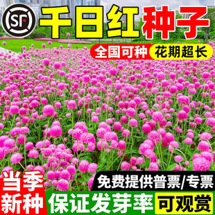 千日红盆栽种子花种花籽花苗百日红四季火球花千日紫粉白观花