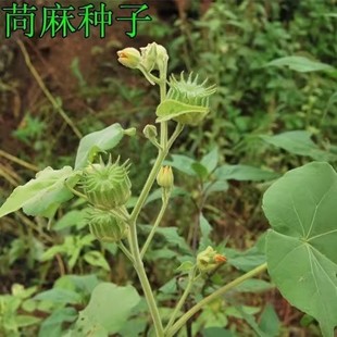 苘麻种子青麻种子 野苎麻 线麻冬葵种子 小苘子做麻绳用种籽