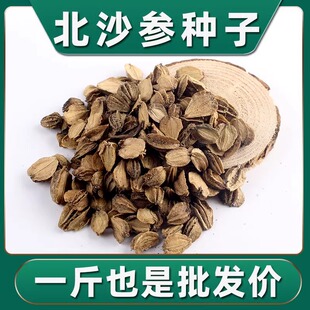 北沙参种籽散装中药材沙参籽种植苗南北沙参种子苗盆栽春季秋季