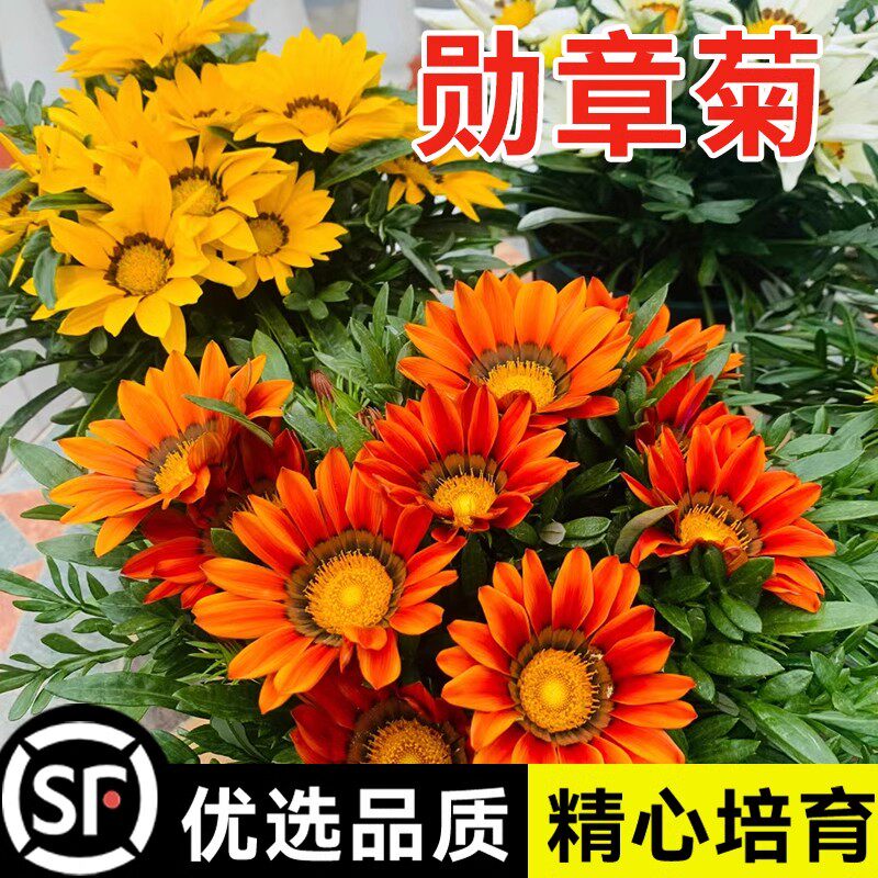 勋章菊花种子四季易种多年生室内外庭院盆栽易活太阳花花卉种籽子图片