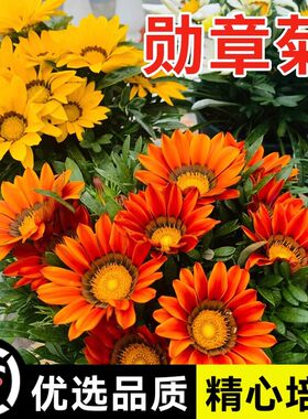 勋章菊花种子四季易种多年生室内外庭院盆栽易活太阳花花卉种籽子