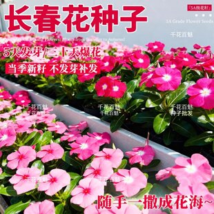 长春花种子日日春四季播种开花易活庭院盆栽花卉室内外五瓣梅种籽