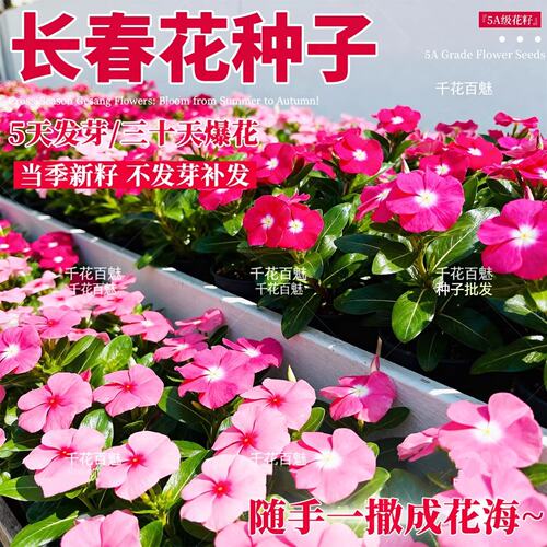 长春花种子日日春四季播种开花易