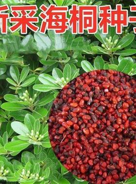 新采海桐种子海桐花乔木灌木海桐球种子山矾树籽四季常青海桐籽