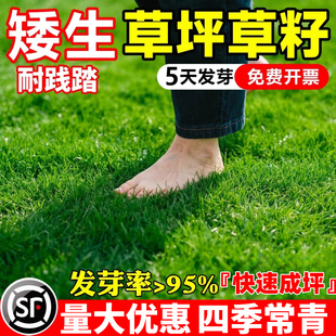 草坪草籽四季常青庭院矮生地毯草护坡固土狗牙根高羊茅绿化草种子