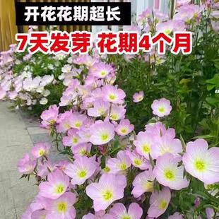 美丽月见草种子多年生宿根四季易活花种籽子庭院阳台盆栽耐寒花籽