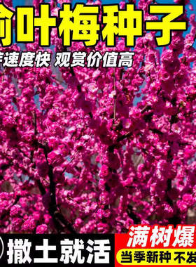 榆叶梅易活耐寒庭院道路公园绿化