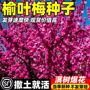 榆叶梅种子重瓣小桃红种籽易活耐寒南北方庭院道路公园绿化苗灌木