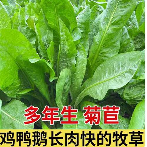 菊苣种子大叶多年生兔子草种猪牛鱼鸡鸭鹅爱吃的养殖四季牧草种子