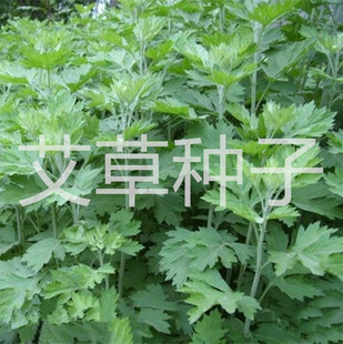 艾草种子艾叶香草药用食用草艾绒香艾草 四季种青蒿艾蒿艾叶种子
