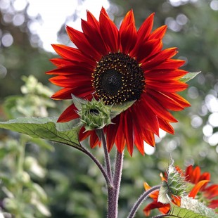 鸿运向日葵种子观赏葵花籽种春播红色向日葵多头泰迪熊向日葵切花