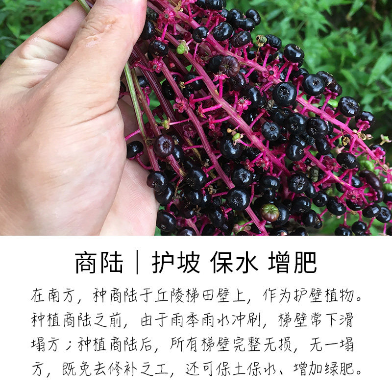 商陆种子土人参章柳根牛大黄山萝卜美洲垂序商陆种子
