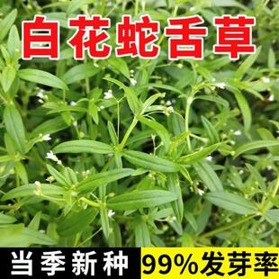 白花蛇舌草种子 半枝莲种子 蛇舌草种子百花蛇舌草 药材种子包邮