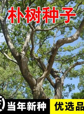 新采朴树种子小叶朴树种子大叶朴树种子厚朴种子珊瑚朴绿化树种子