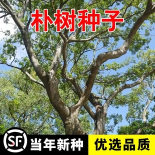 新采朴树种子小叶朴树种子大叶朴树种子厚朴种子珊瑚朴绿化树种子