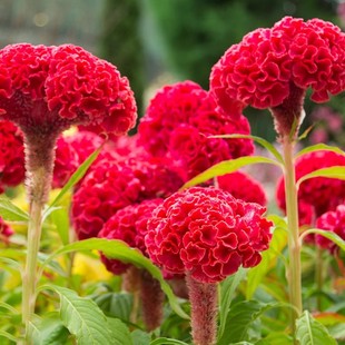 巨型鸡冠花种子大花球鸡公花霸头冠鸡髻花籽花坛阳台盆栽春季播种