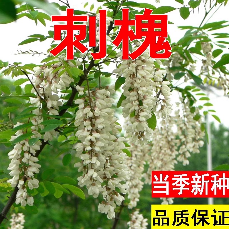 刺槐种子刺槐树籽新采洋槐树种子白花槐种子槐树籽林木种子