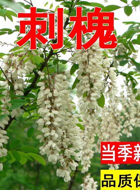 刺槐种子刺槐树籽新采洋槐树种子白花槐种子槐树籽林木种子