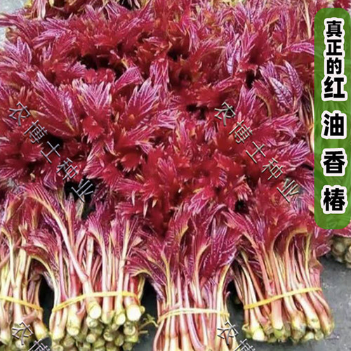 多年生高产庭院芽苗菜红油香椿