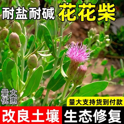 花花柴胖姑娘草多年生盐碱地改善