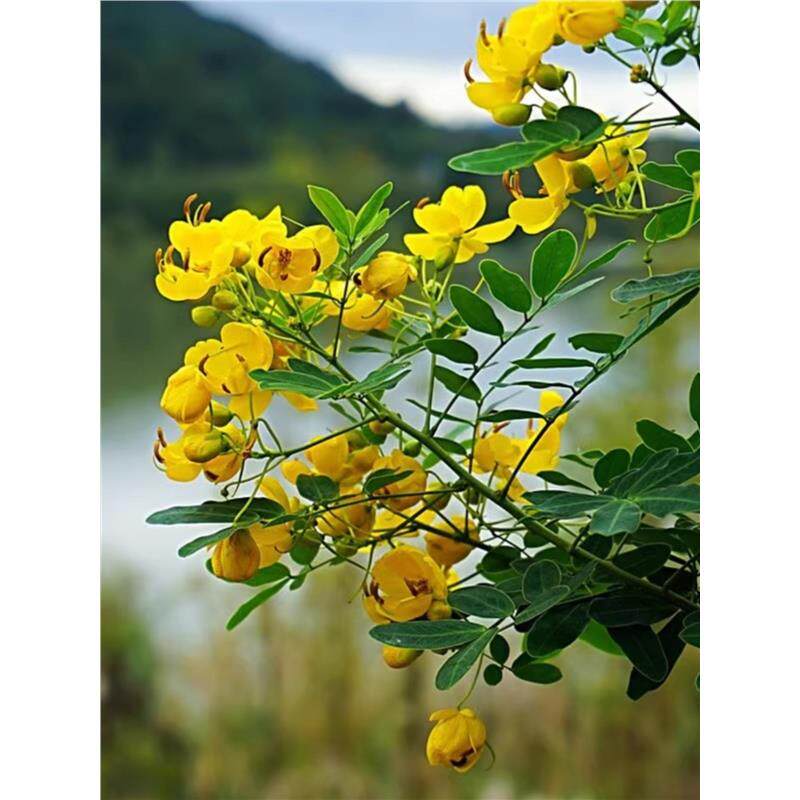 蛇灭门苗盆栽种子庭院室内外阳台野决明籽驱蛇草种孑四季驱蚊草花