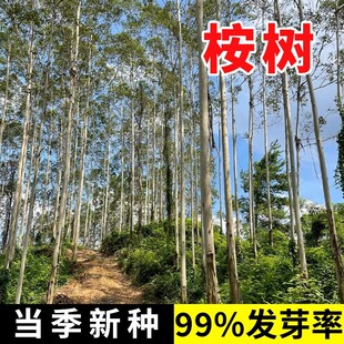 桉树种子速生 巨桉广林9号割油桉树杏仁桉种子 行道树种 桉树种子