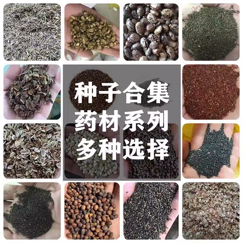 材种子大全春季夏枯草桔梗白术丹参甘草荆芥板蓝根黄芪籽种孑图片
