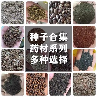 材种子大全春季夏枯草桔梗白术丹参甘草荆芥板蓝根黄芪籽种孑