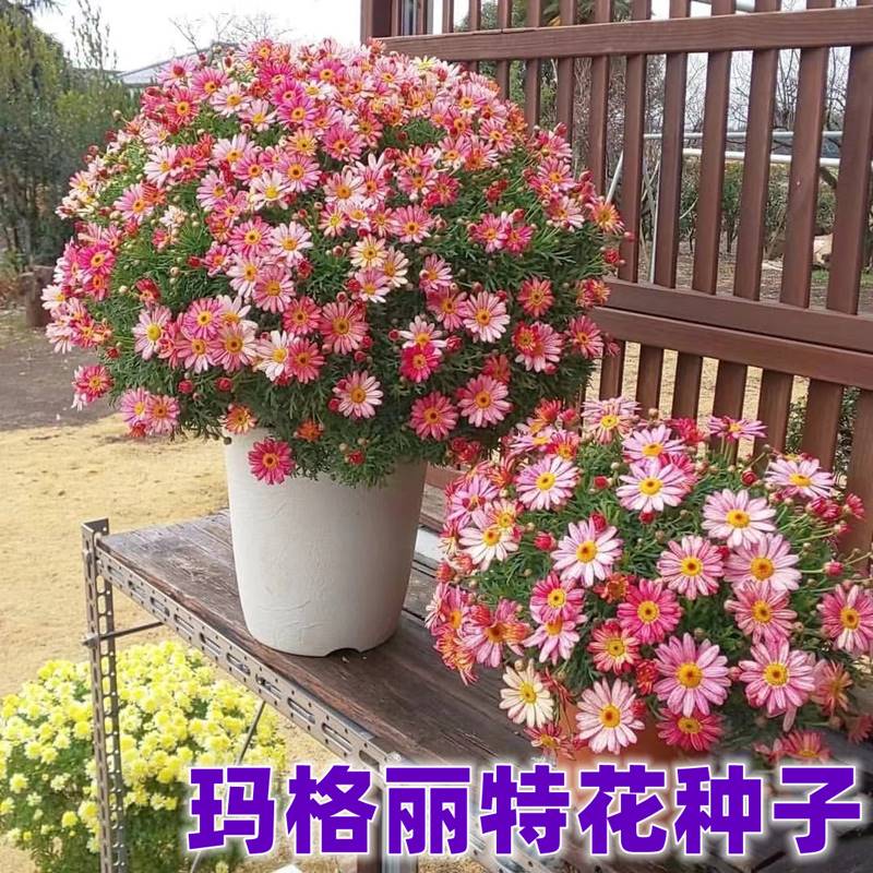 玛格丽特花种籽子孑一年四季播种易活糖果菊小雏菊庭院阳台室内外