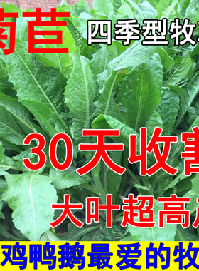 将军菊苣种子 肥猪菜种子 菊苣牧草种子 鸡鸭鹅鱼兔爱吃