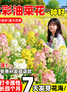 观赏彩色油菜花优质油菜花种子五彩油菜籽种子高产榨油春秋播花卉