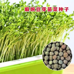水培豌豆苗的大小粒麻豌豆鸽粮无土发豌豆尖芽苗菜阳台四季500克
