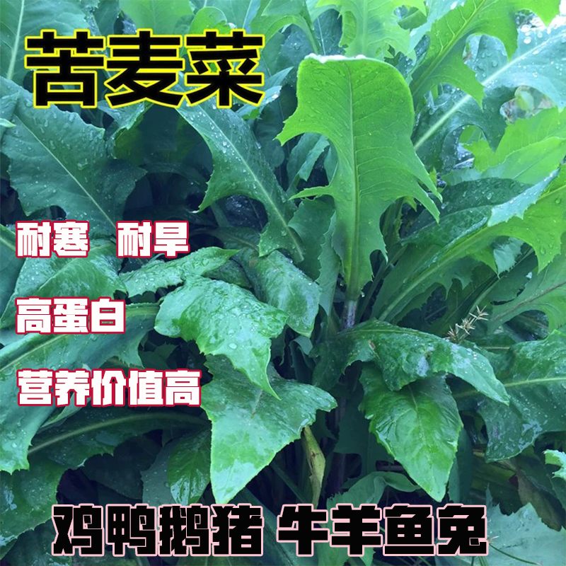 苦蕒菜种子多年生牧草籽喂猪鸡鸭鹅兔子苦麻菜苦麦菜四季牧草种籽