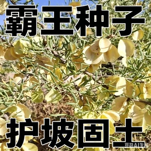 霸王种子超耐旱护坡灌木籽荒山边坡固土防风固沙矿山复绿绿化草种