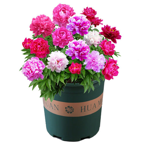 芍药种球价格 芍药种球图片 星期三