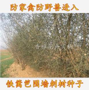 围墙种子铁篱笆种子刺树种子 荆棘种子 带刺树种子 带刺树 鸟不站