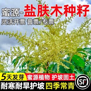 盐肤木种子护坡固土草籽边坡生态修复工程绿化耐寒旱蜜源灌木种籽
