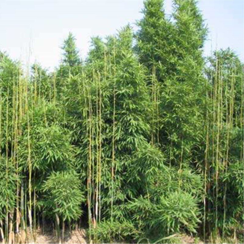 苦竹苦笋种子四季竹子图片