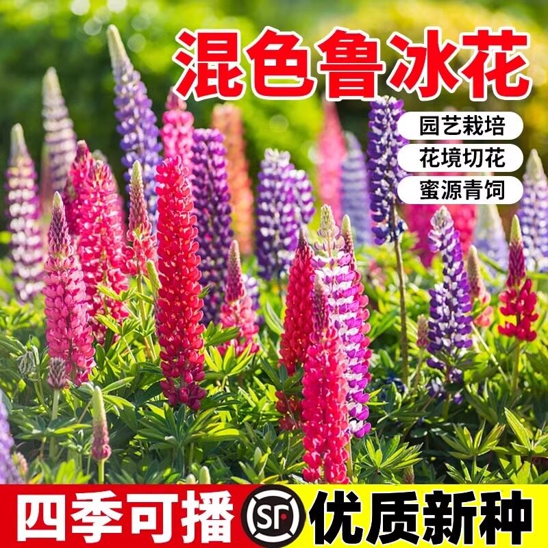 鲁冰花花种籽羽扇豆种子四季播种开花庭院易种花种盆栽阳台花籽