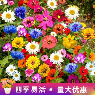 耐寒多年矮生野花组合波斯菊种子四季易种格桑花籽庭院室外百日草