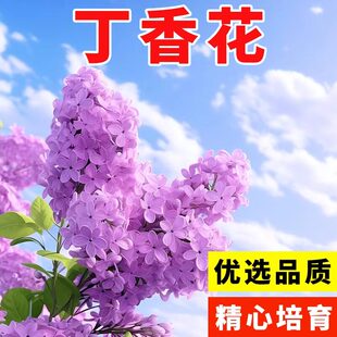 丁香花种子盆栽植物花卉庭院阳台种子浓香花卉种籽春天紫丁香种子