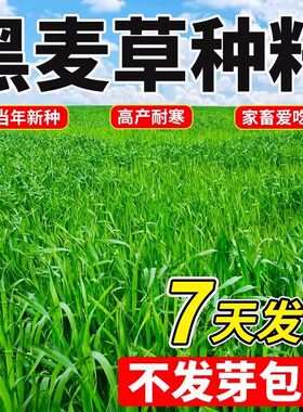 黑麦草种籽四季冬季多年生牧草种子畜牧喂鸡鸭鹅牛羊鱼草玉米种植