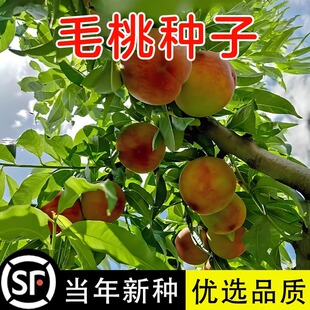 毛桃种子野毛桃树毛桃核种籽山桃山杏山樱桃嫁接红梅绿梅桃树砧木