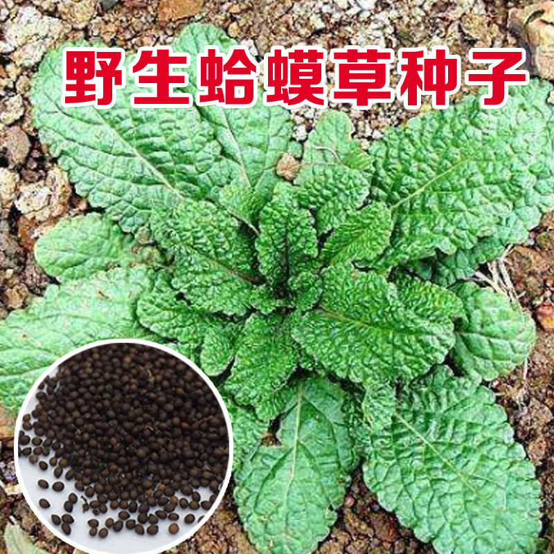 蛤蟆草种子 野菜药膳蔬菜籽中草药蟾蜍草可晒干泡茶对咳嗽中药籽