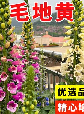 毛地黄花种四季种植开花盆栽花苗阳台庭院观赏花卉多年生易活花籽