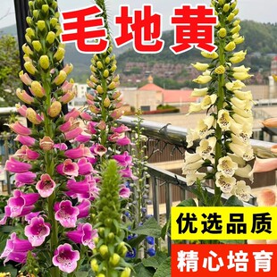 毛地黄花种四季种植开花盆栽花苗阳台庭院观赏花卉多年生易活花籽