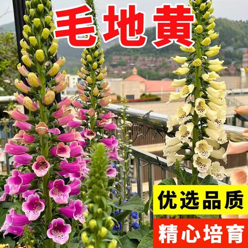 毛地黄花种四季种植开花盆栽花苗阳台庭院观赏花卉多年生易活花籽